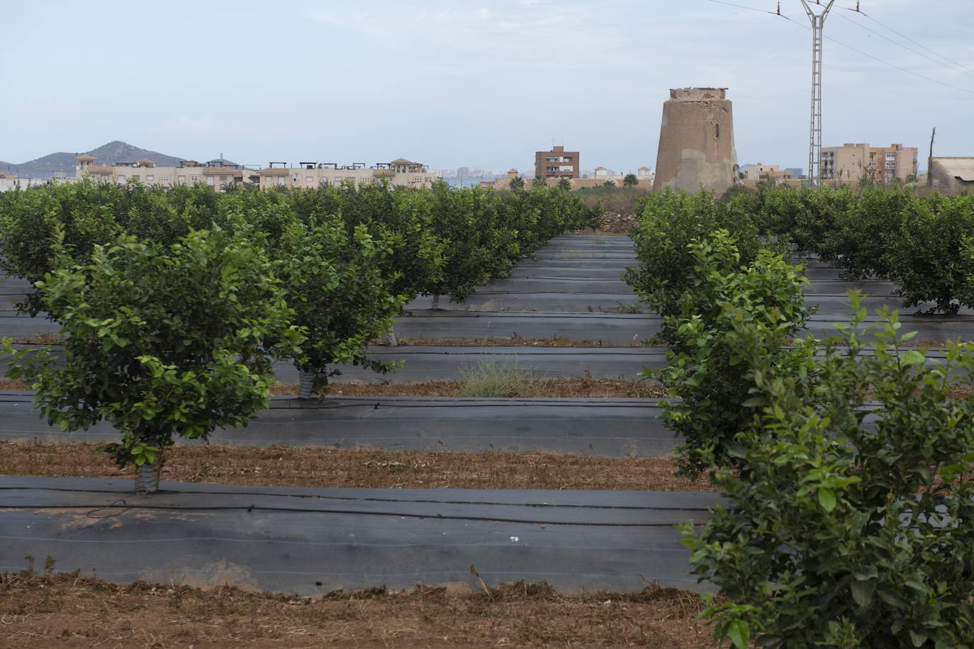 Fotos Cultivos Bajo Control En La Zona Del Mar Menor La Verdad